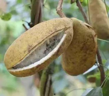 瓜蕉什么吃,探寻美食新境界