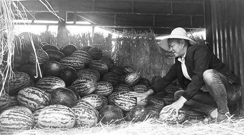 临海吃瓜群众事件,一场网络舆论的风暴与反思