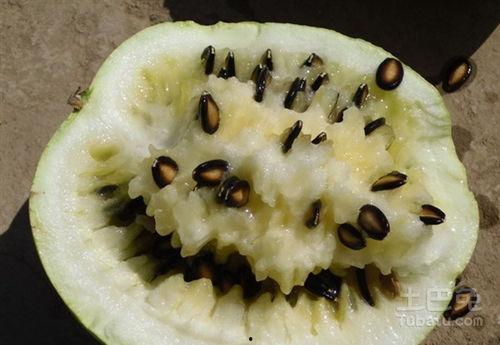 沉浸式吃籽瓜,尽享夏日籽瓜盛宴