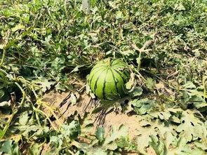 北京wb吃瓜,揭秘网络热议背后的真相与笑料