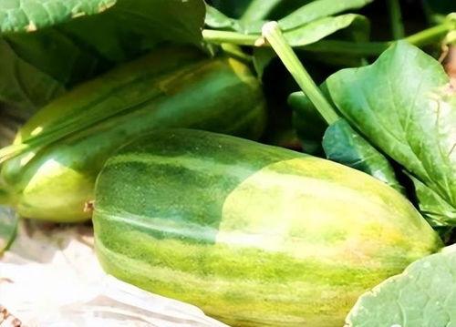 瓜如何做着吃,探索各式瓜类美食制作方法