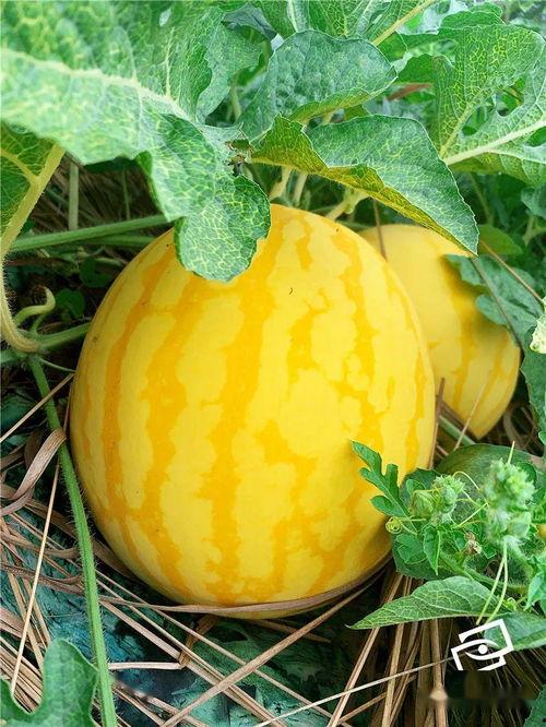 珠江吃瓜,一场别开生面的吃瓜之旅