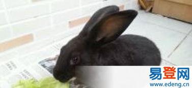 吃瓜的小黑兔,趣味横生的美食探险记