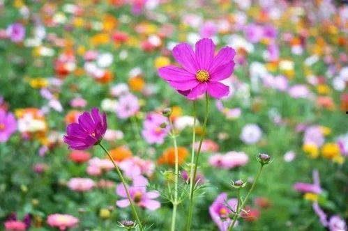 吃瓜n花海,探寻吃瓜n花海的浪漫之旅