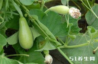 长期坚持吃瓜好吗,揭秘健康饮食的奥秘