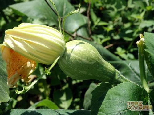 吃瓜花季节,探寻吃瓜花季节的别样风情