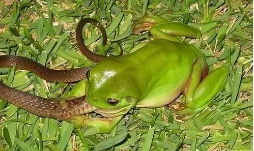 青蛙吃瓜特效,神奇特效揭秘