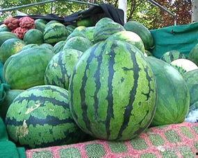 道县西子瓜怎么吃,多味佳肴，解锁夏日清新口感