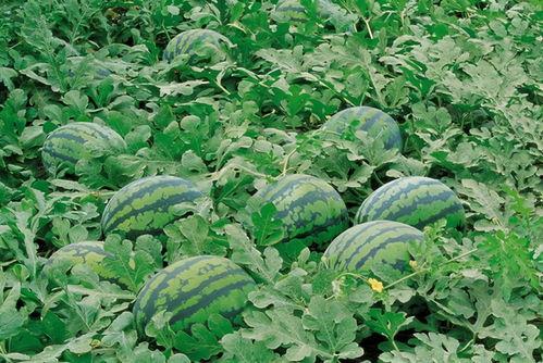 靖江吃瓜群,揭秘网络社交背后的趣味与争议