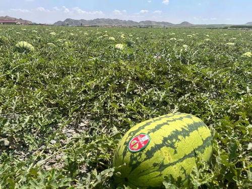 吃瓜来宁夏,品味独特美食之旅