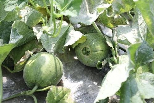 夏天吃瓜的时候,瓜果飘香，清凉一夏