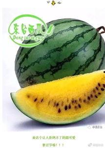 东台吃瓜吴琼,揭秘瓜界风云人物