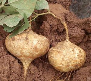 高血压的人可以吃土瓜吗,高血压患者适宜食用土瓜的养生之道