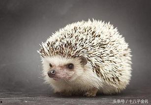 刺猬吃瓜图动漫,动漫中的趣味瞬间