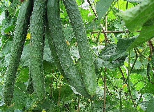 梦到家人吃瓜,揭秘家人吃瓜背后的温馨寓意