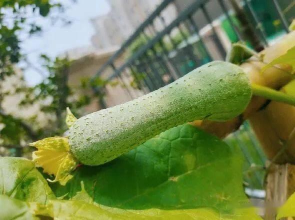 别错过最佳吃瓜,揭秘娱乐圈幕后真相