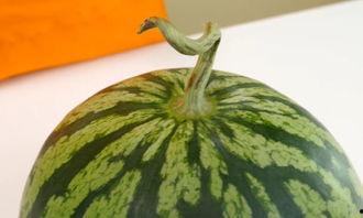 语音听瓜在哪里吃,揭秘热门餐厅打卡地