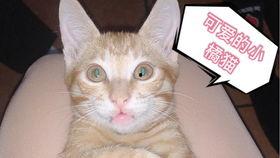 小橘猫吃瓜,小橘猫的瓜田奇遇记