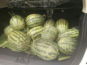 全家搬着凳子吃瓜,搬凳吃瓜，共享欢乐时光