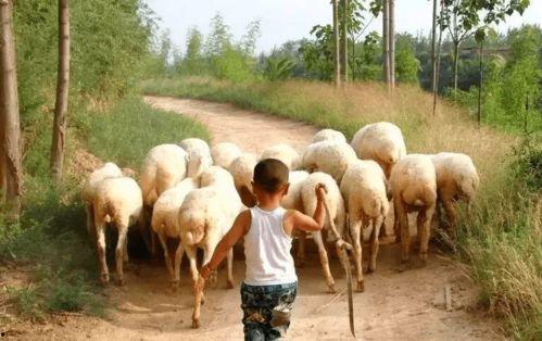 吃瓜选手内蒙古,吃瓜选手的美食之旅