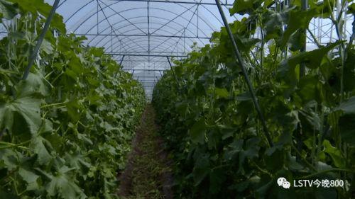 西昌吃瓜健身,健身生活新风尚