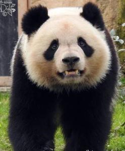 大熊猫圆梦吃瓜,瓜果飘香，共享生态和谐