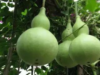 吃植物的瓜,从田间到餐桌的绿色盛宴