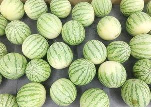 吃静夜的瓜,揭秘深夜美食的魅力