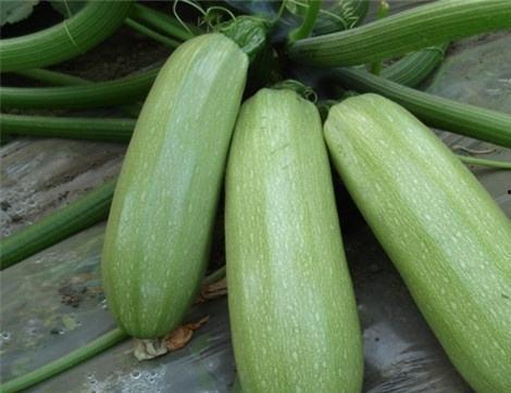 吃西什么意思瓜