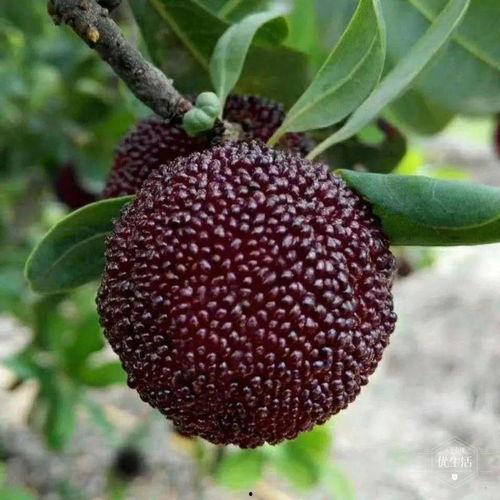 吃完杨梅吃瓜苦