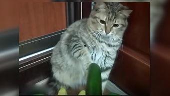 抢瓜吃的猫咪,抢瓜猫咪的欢乐时光