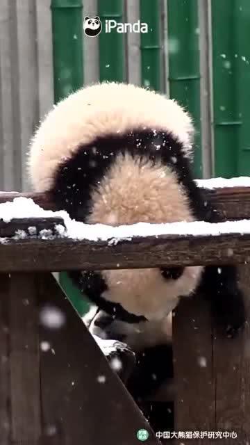 吃瓜小熊帅哥,揭秘娱乐圈的甜蜜瓜田