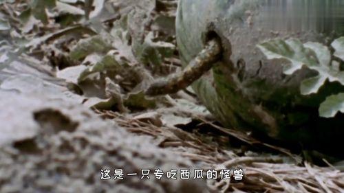 吃瓜的怪物,揭秘吃瓜怪物的神秘世界