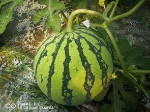 百巧千瓜吃瓜,一场别开生面的吃瓜盛宴