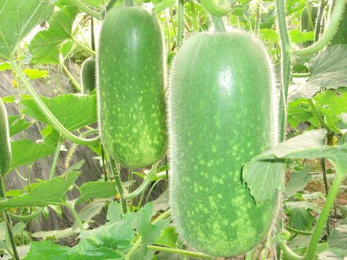 吃冬瓜吃蜜瓜童谣,吃冬瓜吃蜜瓜