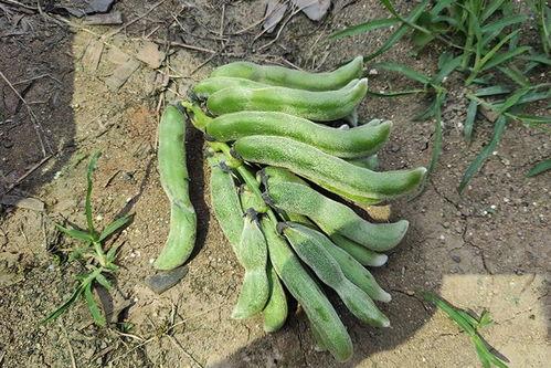 奴南吃瓜,揭秘娱乐圈背后的秘密与真相