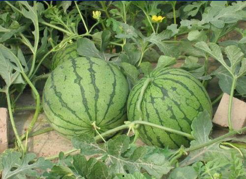 株洲网红吃瓜事件