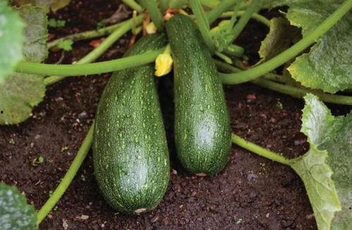 秋天应吃哪些瓜,秋季应食瓜果精选指南