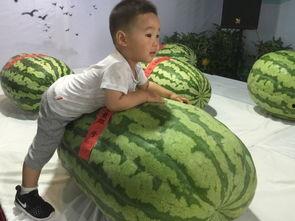 义乌吃瓜群众事件,网络舆论的风暴与反思