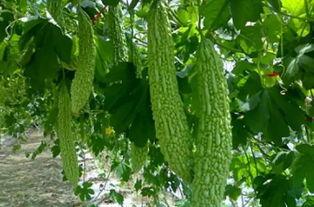 大虫子吃瓜群,揭秘神秘社交圈的狂欢盛宴