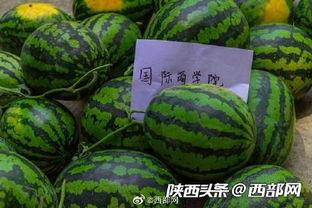 前排吃瓜后面是什么,揭秘娱乐圈背后的秘密