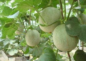 吃哈密瓜长痘吗,揭秘吃哈密瓜是否会引发痘痘之谜